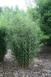 Fargesia robusta Campbell - Gräserwelten